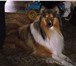 Foto в Домашние животные Вязка собак Колли, кабель 3 года, ищет невесту для вязки в Благовещенске 10 000