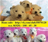 Щенки самоедской лайки 2400059 Самоедская лайка фото в Вологде