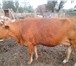 Foto в Домашние животные Разное Продам 2-х стельных коров, через неделю отелятся. в Астрахани 40 000