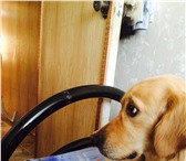 Foto в Домашние животные Вязка собак Срочно ищем кобеля для вязки породы голден в Краснодаре 0