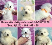 Самоедики-белоснежные мишки 2435066 Самоедская лайка фото в Ярославле