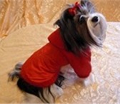 Фото в Домашние животные Одежда для собак Одежда для собак в интернет ателье-магазине в Владимире 1 500