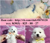 Продам белоснежных мишек- самоедиков 3443246 Самоедская лайка фото в Медвежьегорск