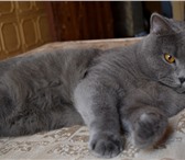 Foto в Домашние животные Вязка Британский кот голубого окраса - умный, ласковый, в Армавире 0