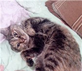 Фото в Домашние животные Вязка Кошечка бобтейл ищет котика для вязки. 89622202139 в Хабаровске 0