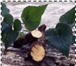 Фотография в Красота и здоровье Разное Лекарственные травыПродажа сухого растительного в Армавире 0