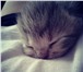 Отдадим котят в добрые руки 1050089 Домашняя кошка фото в Пензе