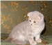 Вислоухие котик и кошечка 1892884 Скоттиш фолд короткошерстная фото в Костроме