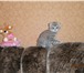 Фотография в Домашние животные Вязка Молодой кот приглашает в гости  леди.Немного в Нижнем Новгороде 0