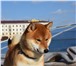 Foto в Домашние животные Вязка собак Предлагается для вязок кобель YUKASI OKUMA в Москве 15 000