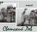 Foto в Домашние животные Услуги для животных Салон "Светский Лев" предлагает для ваших в Барнауле 1 000