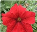 Изображение в Домашние животные Растения Продам семена петунии крупноцветковой (Petunia в Краснодаре 0