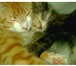 Фото в Домашние животные Отдам даром Отдам кошку в добрые руки (справа).Можно в Северодвинске 0