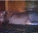 Foto в Домашние животные Грызуны Кролики великан Фландр и фр. баран.в Татарстане в Бавлы 0