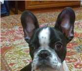Foto в Домашние животные Найденные Потерялась собака!Порода французский бульдог.Девочка в Новокузнецке 1