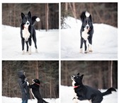 Классная собака ищет дом 5153238 Русско-европейская лайка фото в Москве