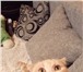 Фото в Домашние животные Вязка Шикарный Опытный котик возрастом 2 года . в Екатеринбурге 1 500