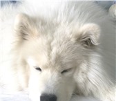 Фото в Домашние животные Услуги для животных Снежный рифей юджин (отец: снежный рифей в Москве 0