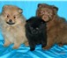 Продаются щенки малого немецкого шпица (суки)рыжего и коричневого окрасов от титулованых родителей, 65712  фото в Москве