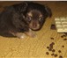Предлагаем замечательных , породных щеночков Чихуахуа,  Четыре длинношерстных Мини мальчика , окрасы 67190  фото в Москве