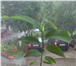 Фотография в Хобби и увлечения Разное Продам саженцы аноны - уникального растения, в Калуге 490