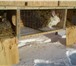 Фото в Домашние животные Грызуны Кролики разных пород от 100 руб. Привиты. в Уфе 100