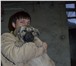 Фотография в Домашние животные Отдам даром Пристраивается щенок от крупных родителей. в Красноярске 0