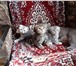 Продажа котят 2606283 Скоттиш фолд короткошерстная фото в Саратове