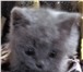 Фотография в Домашние животные Вязка Предлагаем вязку с шикарным красивым котом-Шотландский в Москве 2 000
