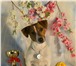 Фотография в Домашние животные Вязка собак Питомник «Халиф» предлагает для вязки шикарного в Москве 7 000