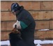 Фото в Домашние животные Услуги для животных Подготовка собак для охраны производственных в Москве 0
