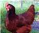 Фото в Домашние животные Птички порода Кубанская красная, до 320 яиц в год, в Ставрополе 180