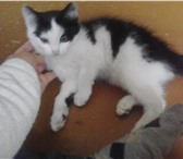 Фото в Домашние животные Отдам даром отдам котенка (мальчик, 2,5 мес., черно-белый) в Сухой Лог 0