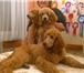 Щенки большого пуделя абрикосового и красного окраса 3583901 Пудель фото в Санкт-Петербурге