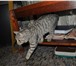 Foto в Домашние животные Вязка Чистокровный британский кот приглашает на в Москве 1 000