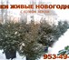 Foto в Домашние животные Растения Предлагаю ели формированные с комом  земли в Санкт-Петербурге 2 000