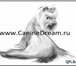 Изображение в Домашние животные Стрижка собак Любые профессиональные стрижки собак и кошек в Санкт-Петербурге 0