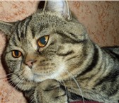 Foto в Домашние животные Вязка Молодой опытный котик скоттиш страйт, окрас в Дзержинске 2 500