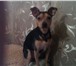 Фото в Домашние животные Вязка собак Той-терьер ищет подругу для вязки. Окрас в Кургане 4 000