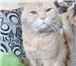 Изображение в Домашние животные Вязка Молодой котик, породы Шотландский скоттишь- в Екатеринбурге 900