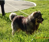 Щенки от чемпионов России, 2066217 Кавказская овчарка фото в Краснодаре