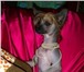 Предлагаем высокопородных щенков китайской хохлатой собачки от родителей, проверенных по потомству 65524  фото в Москве