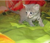 Котята в хорошие руки 1276283 Домашняя кошка фото в Минусинск
