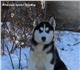Профессиональный питомник Южный прайд г.