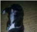 Foto в Домашние животные Вязка собак Очаровательный мальчик чип (окрас-черно белый), в Саратове 1 000
