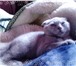 Фото в Домашние животные Вязка Шотландский короткошерстный      Кличка Феликс в Сатка 3 000