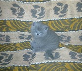 Foto в Домашние животные Другие животные Продам Шотландских котят .Тел. 89271774724 в Саранске 0