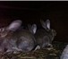 Foto в Домашние животные Другие животные Кролики великан Фландр и фр. баран.Продажа в Самаре 1 000