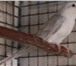 Foto в Домашние животные Птички Продам разнообразных певчих попугаев из семейства в Ростове-на-Дону 5
