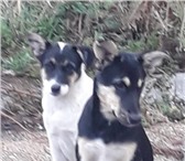 Милые ласковые щенки от подброшенной собаки 5133098 Японский хин фото в Севастополь